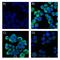Cytokeratin Pan  antibody, NBP2-33200B, Novus Biologicals, Immunocytochemistry image 