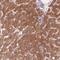 58K Golgi protein antibody, NBP2-48600, Novus Biologicals, Immunohistochemistry frozen image 