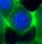 Cadherin 1 antibody, FNab02618, FineTest, Immunofluorescence image 