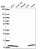 SH3 Domain Binding Glutamate Rich Protein Like 3 antibody, PA5-67415, Invitrogen Antibodies, Western Blot image 