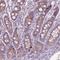 Proline-rich acidic protein 1 antibody, HPA038713, Atlas Antibodies, Immunohistochemistry frozen image 