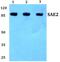 Ubiquitin Like Modifier Activating Enzyme 2 antibody, PA5-75187, Invitrogen Antibodies, Western Blot image 