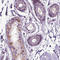 Phospholipase C Eta 2 antibody, HPA072705, Atlas Antibodies, Immunohistochemistry frozen image 