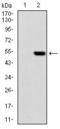 Polyhomeotic-like protein 1 antibody, GTX60752, GeneTex, Western Blot image 