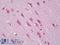 Ephrin A5 antibody, LS-B7057, Lifespan Biosciences, Immunohistochemistry frozen image 