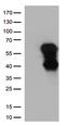 CD27 Molecule antibody, TA812553, Origene, Western Blot image 