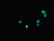 Mitotic checkpoint serine/threonine-protein kinase BUB1 beta antibody, LS-C677327, Lifespan Biosciences, Immunofluorescence image 