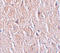 Leucine Rich Repeat Transmembrane Neuronal 4 antibody, A13110, Boster Biological Technology, Immunohistochemistry frozen image 