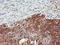 MEP antibody, LS-C173686, Lifespan Biosciences, Immunohistochemistry frozen image 