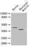 Selenoprotein P antibody, LS-B11778, Lifespan Biosciences, Western Blot image 