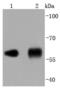 Protein Disulfide Isomerase Family A Member 2 antibody, NBP2-67030, Novus Biologicals, Western Blot image 