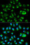 Growth Arrest Specific 2 antibody, 14-097, ProSci, Immunofluorescence image 