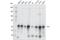 YY1 Transcription Factor antibody, 46395S, Cell Signaling Technology, Western Blot image 