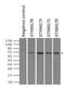 Leukotriene A4 Hydrolase antibody, GTX84176, GeneTex, Immunoprecipitation image 