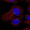 UPF0663 transmembrane protein C17orf28 antibody, HPA031406, Atlas Antibodies, Immunofluorescence image 