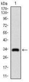 Goosecoid Homeobox antibody, NBP2-37366, Novus Biologicals, Western Blot image 