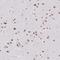 Serine/arginine-rich splicing factor 7 antibody, HPA056926, Atlas Antibodies, Immunohistochemistry frozen image 