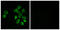 G Protein-Coupled Receptor Class C Group 5 Member B antibody, LS-C120704, Lifespan Biosciences, Immunofluorescence image 