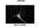 Leucine-rich repeat transmembrane neuronal protein 4 antibody, NBP1-69616, Novus Biologicals, Immunohistochemistry frozen image 