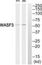 WASP Family Member 3 antibody, PA5-39535, Invitrogen Antibodies, Western Blot image 