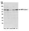 Protein Kinase AMP-Activated Catalytic Subunit Alpha 1 antibody, NB100-239, Novus Biologicals, Western Blot image 