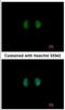 Inositol-Pentakisphosphate 2-Kinase antibody, NBP2-16985, Novus Biologicals, Immunocytochemistry image 