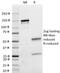 Immunoglobulin Lambda Variable 1-51 antibody, 33-555, ProSci, Western Blot image 