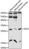 Secretogranin V antibody, 22-117, ProSci, Western Blot image 
