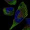 Tripartite Motif Containing 9 antibody, NBP2-58964, Novus Biologicals, Immunocytochemistry image 