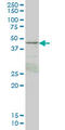 KAP1 antibody, LS-C133395, Lifespan Biosciences, Western Blot image 