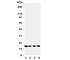 Peptidylprolyl Isomerase B antibody, R31271, NSJ Bioreagents, Western Blot image 