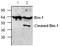 Bridging Integrator 1 antibody, TA318950, Origene, Western Blot image 