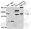 TM2 Domain Containing 1 antibody, A7840, ABclonal Technology, Western Blot image 