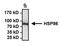 HSP90AA1 antibody, PA3-013, Invitrogen Antibodies, Immunoprecipitation image 