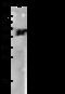 Aldehyde Dehydrogenase 3 Family Member A1 antibody, 12523-R316, Sino Biological, Western Blot image 