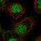 ETS Proto-Oncogene 2, Transcription Factor antibody, NBP2-58355, Novus Biologicals, Immunofluorescence image 