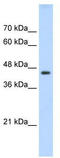 TEA Domain Transcription Factor 3 antibody, TA343375, Origene, Western Blot image 