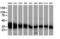 UDP-Galactose-4-Epimerase antibody, M00551, Boster Biological Technology, Western Blot image 