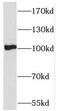 Protocadherin Alpha 5 antibody, FNab06200, FineTest, Western Blot image 