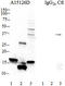 alpha-Synuclein, 117-122 antibody, 848602, BioLegend, Western Blot image 