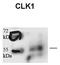 CDC Like Kinase 1 antibody, TA340041, Origene, Western Blot image 