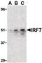 Interferon regulatory factor 7 antibody, LS-B577, Lifespan Biosciences, Western Blot image 