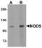 NLR Family Member X1 antibody, NBP1-76287, Novus Biologicals, Western Blot image 