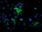 Mitochondrial Intermediate Peptidase antibody, LS-C175207, Lifespan Biosciences, Immunofluorescence image 