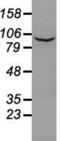 Prominin 2 antibody, MA5-24913, Invitrogen Antibodies, Western Blot image 