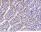 ISG15 Ubiquitin Like Modifier antibody, 12729-RP02, Sino Biological, Immunohistochemistry frozen image 