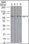 Heat Shock Protein Family A (Hsp70) Member 5 antibody, orb87924, Biorbyt, Western Blot image 