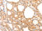 Nucleosome Assembly Protein 1 Like 1 antibody, CSB-PA903058, Cusabio, Immunohistochemistry frozen image 