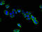 Complexin-1 antibody, A62322-100, Epigentek, Immunofluorescence image 
