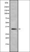 RRAD And GEM Like GTPase 1 antibody, orb337208, Biorbyt, Western Blot image 